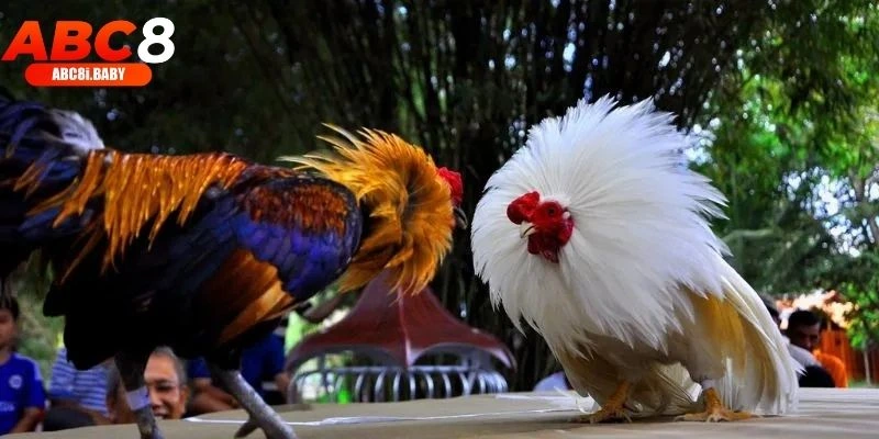 Một số hình thức đá gà nổi bật tại ABC8