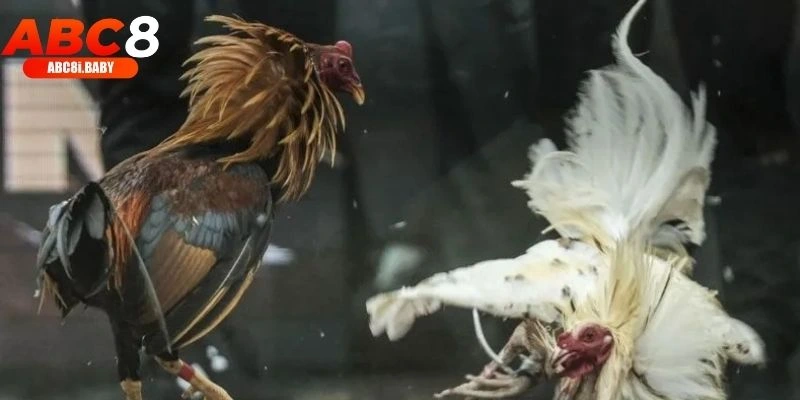 Những cửa cược phổ biến trong đá gà ABC8