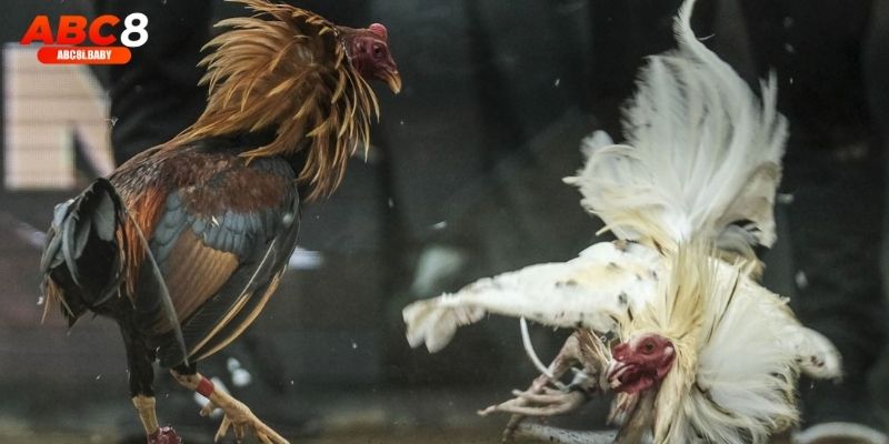 Người chơi theo dõi chiến kê thi đấu quyết liệt tại sòng bài Casino