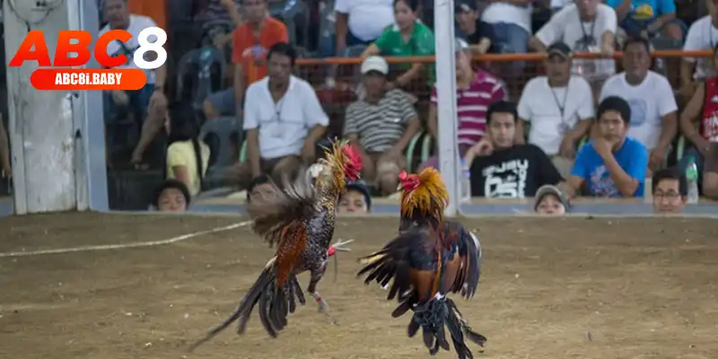 Tác dụng khi tham gia trải nghiệm đá gà online